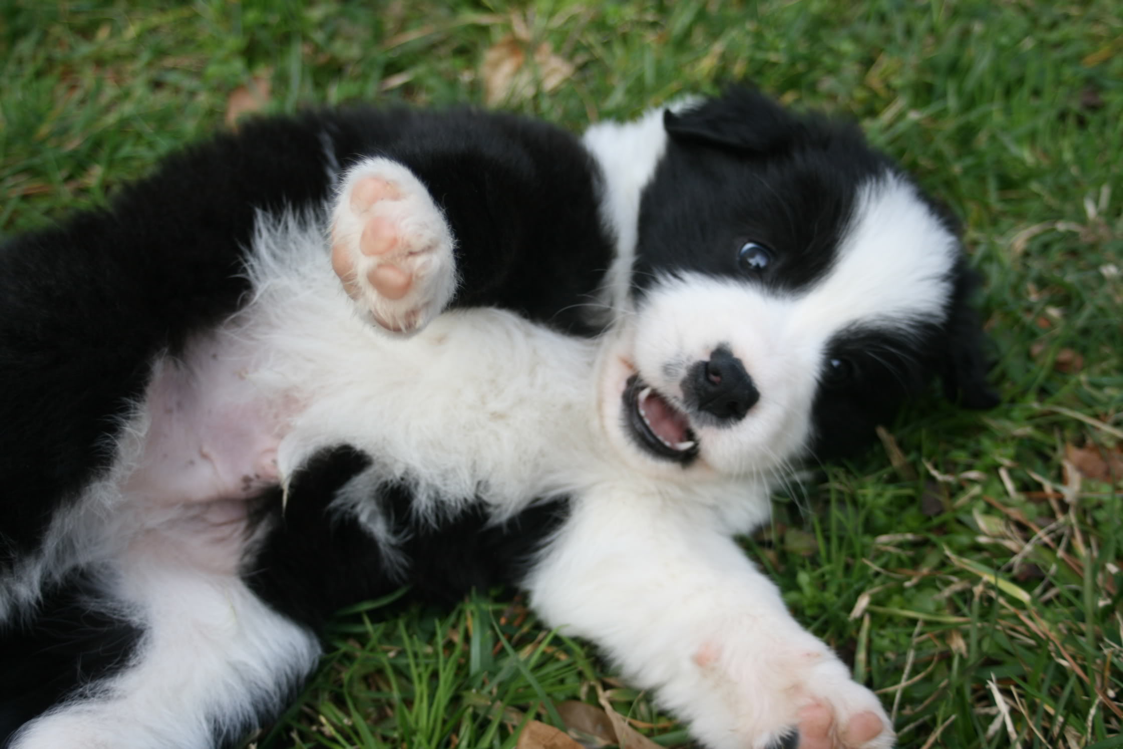 Mouthing in Puppies