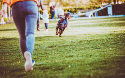 10 Tricks for Catching a Runaway Dog