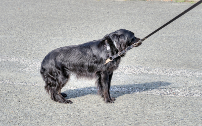 10 Reasons Your Dog Stops on Walks and 10 Ways to Get Moving Again.