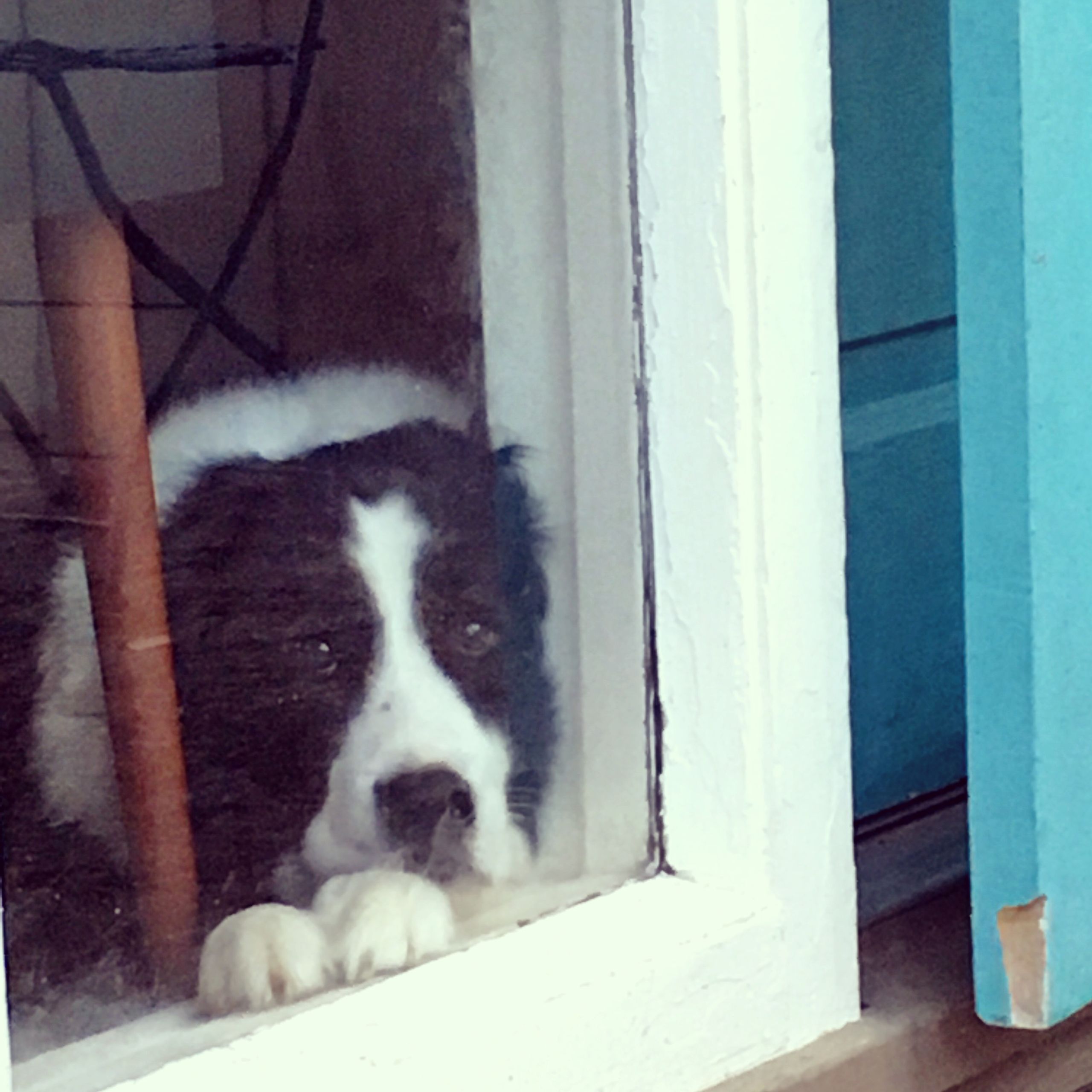 10 Ways to Help Your Fearful Dog