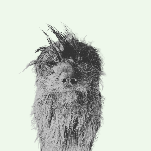 How Investing in the Right Private Dog Training Saves You Money in the Long Run