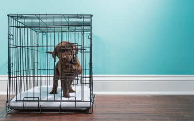 10 Ways to Help a Puppy Crying in the Crate