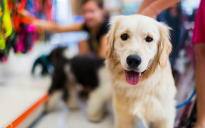 Dog-Friendly Stores in Central NC