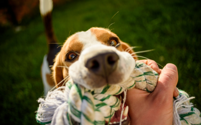 Why We Love Tug