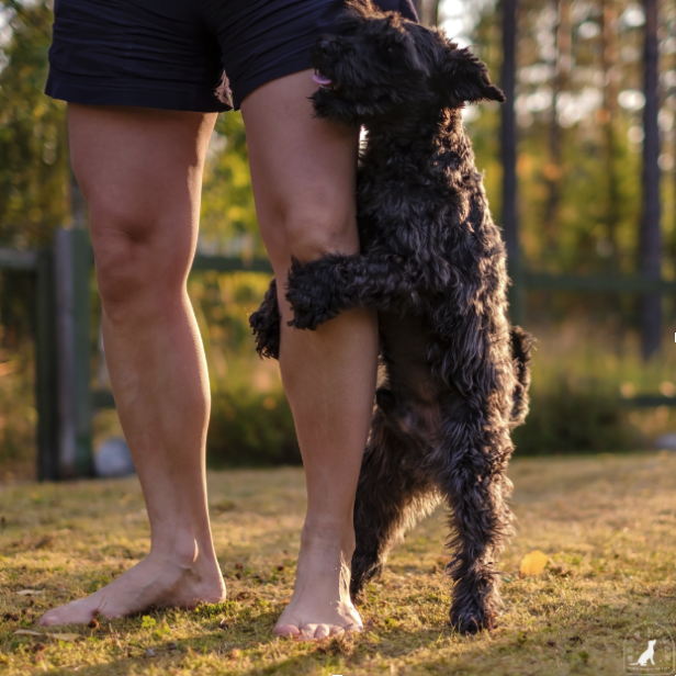 Some Dogs Hump