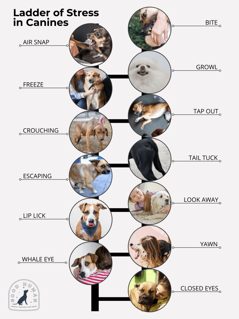 a collage of dogs