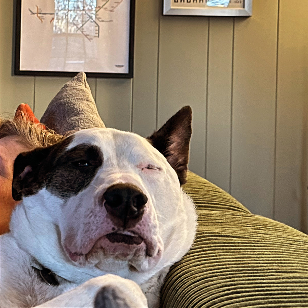 My Sweet Beast: A Journey of Love and Trust with a Rescue Dog
