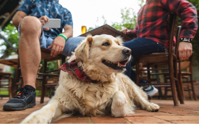 10 Qualities of a Bar Dog
