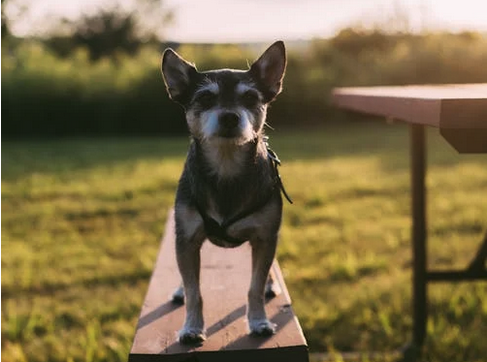 The Science of Successful Dog Training: Debunking Myths