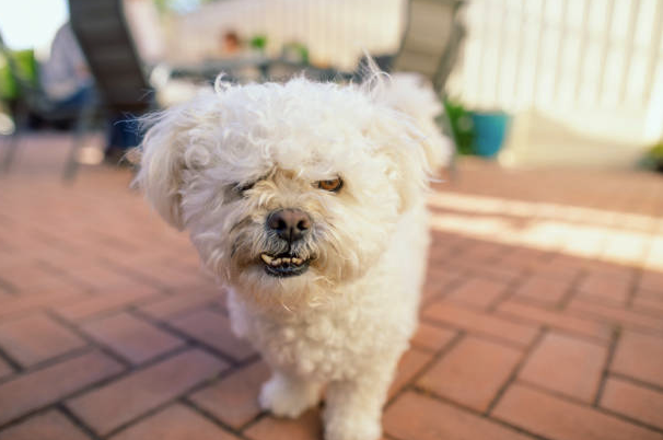 Thank You for Growling!