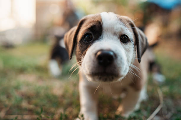Dog Names (Beyond Bella and Bailey)