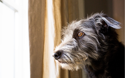 Separation Anxiety in Dogs: Symptoms, Causes, and Treatment