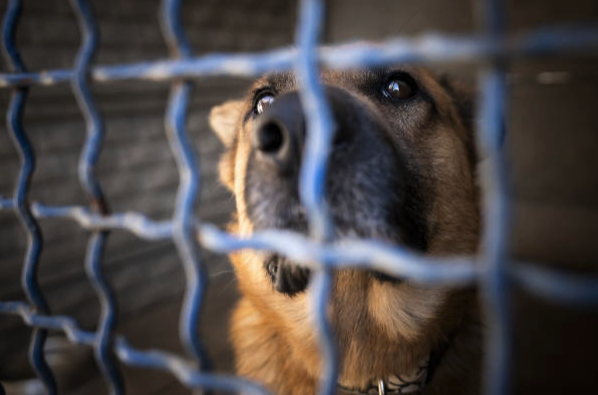 We Can't Save Them All (Why We Shouldn't)
