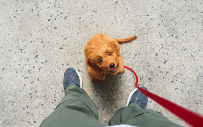 Socialization is for Parties, not Puppies