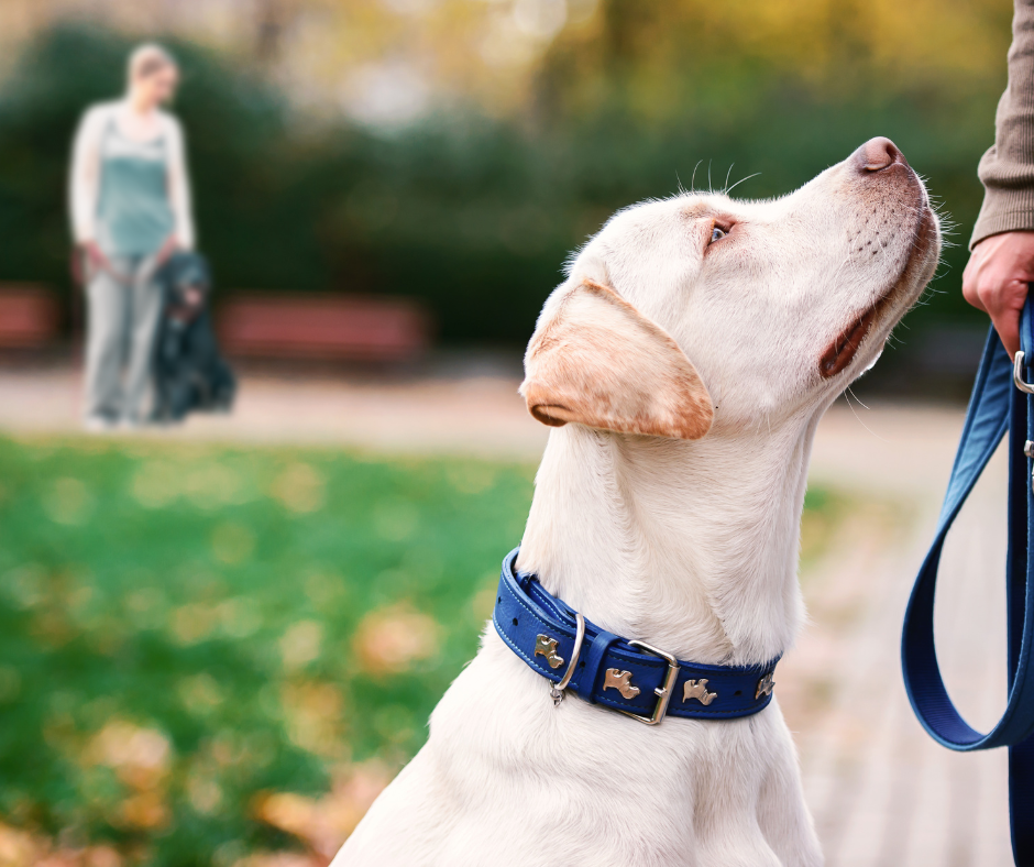 Teaming Up for Success: Dual-Dog Reactivity Practice