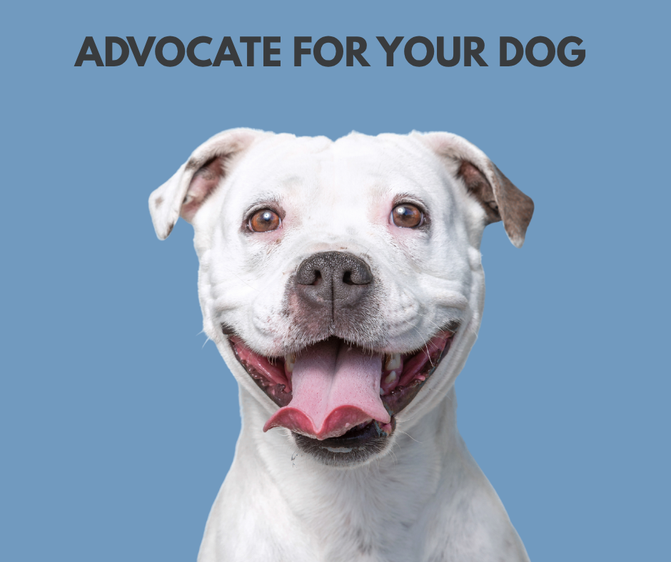 10 Ways to Advocate for Your [Reactive, Fearful, Working or Baby] Dog