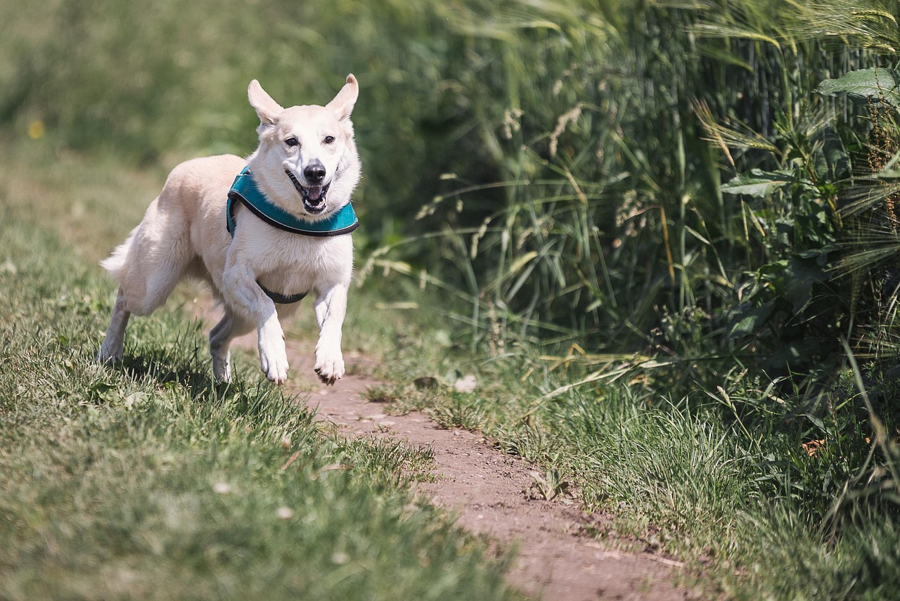 Treats Are Not A Crutch For Recall Training