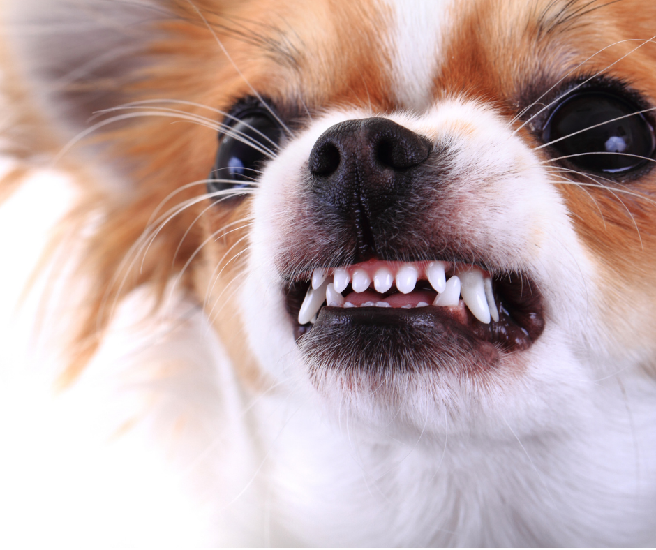 Is Your Dog Protecting You? How Do You Know?