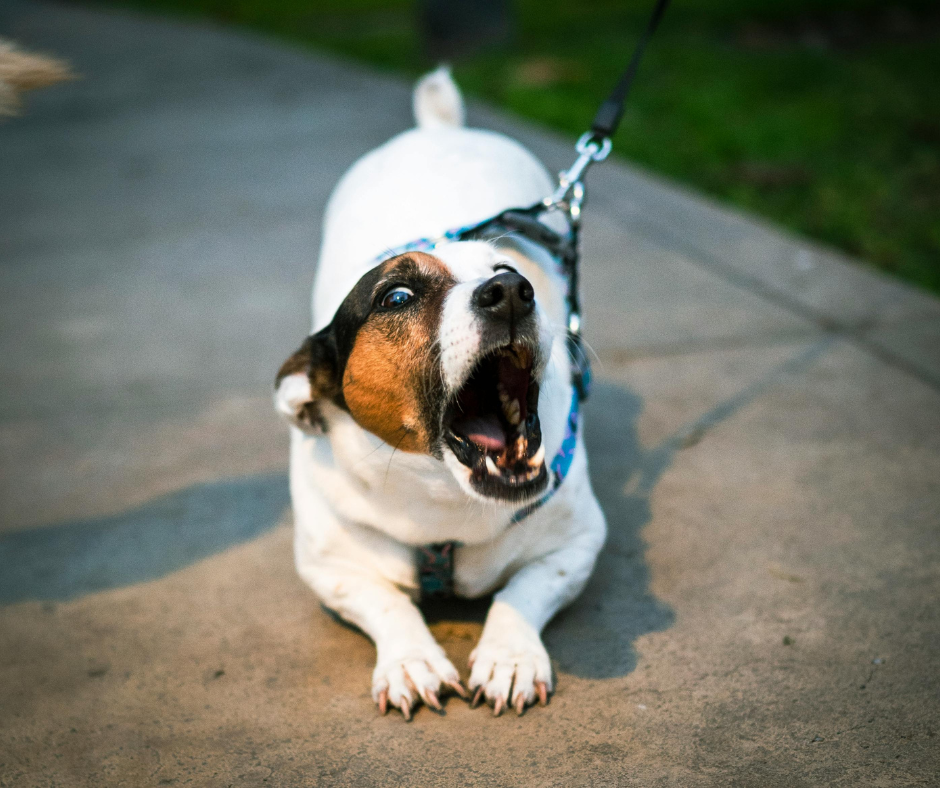 Frequently Asked Questions About Leash Reactivity