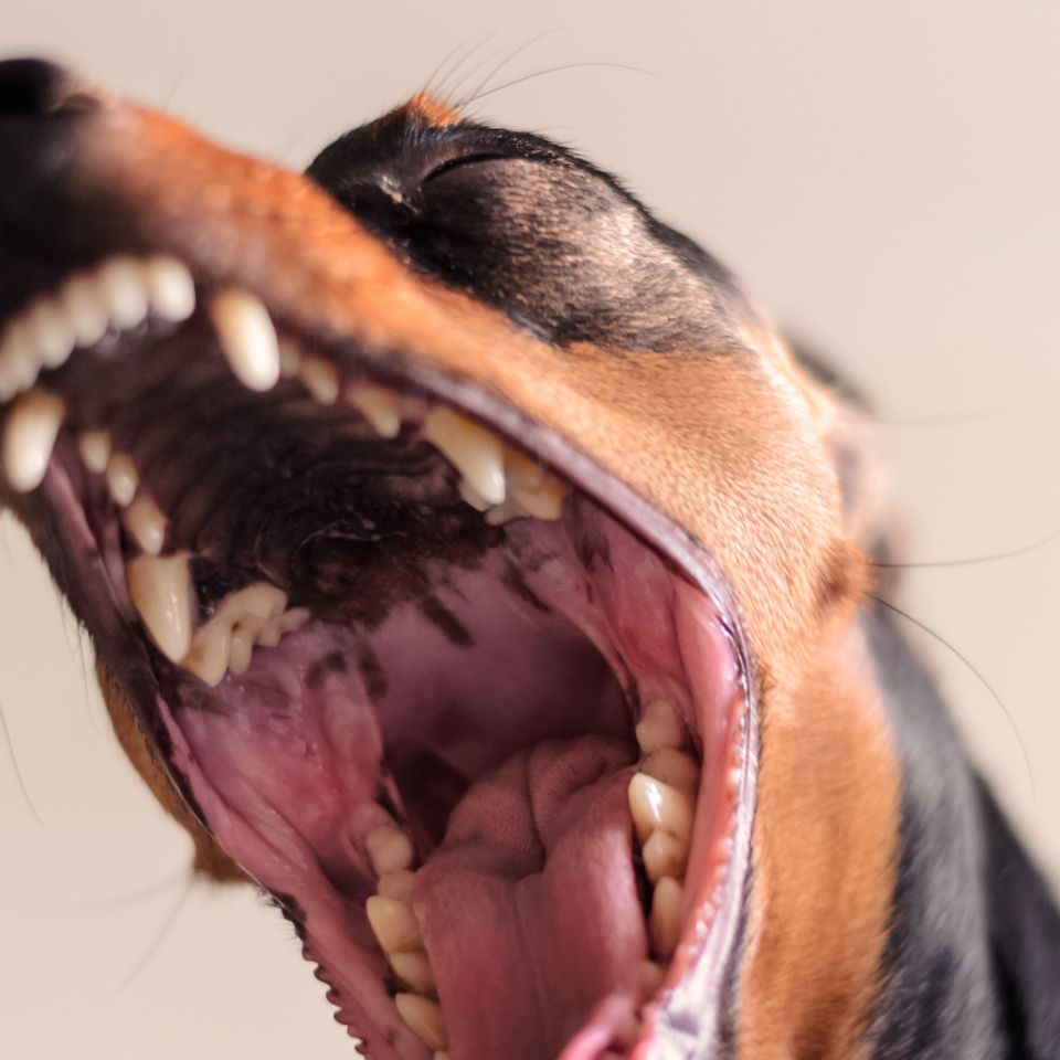 dog dwarf pinscher with open jaws. angry dog