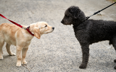 leash greeting