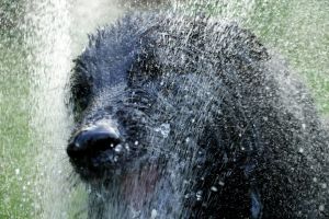 a dog shaking water off its head