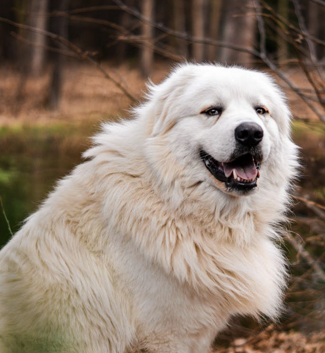 Great Pyrenees Leo Case Study