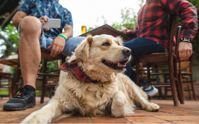 bar dog