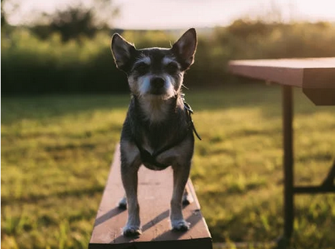 a dog standing on a bench