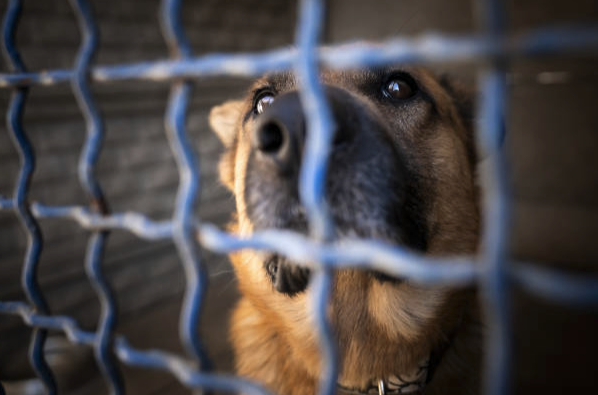 shelter_dog_winston_salem