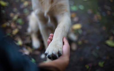 hand in paw